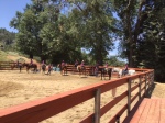 horse camp 2017